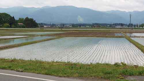 田んぼ